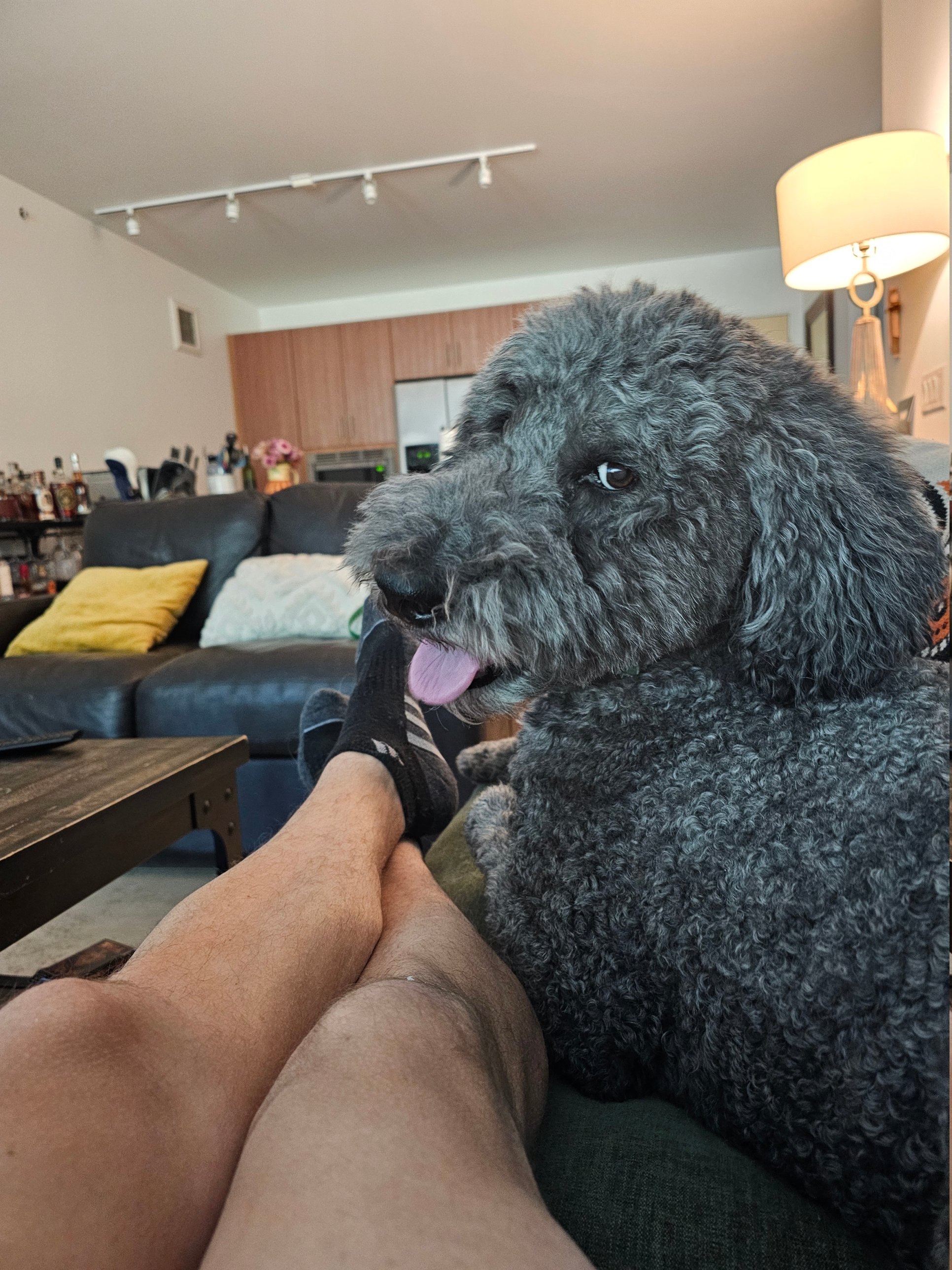 Client dog